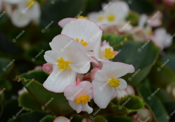 Begonia semperflorens  Ambassador Bicolor