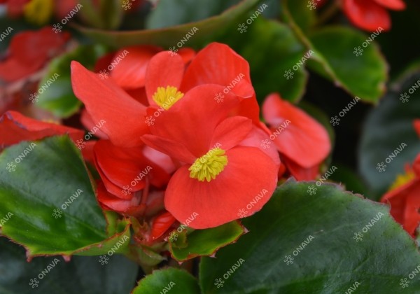 Begonia semperflorens  Ambassador Scarlet