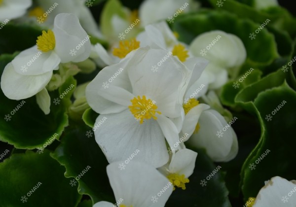 Begonia semperflorens  Ambassador White