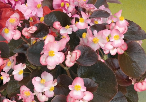 Begonia semperflorens  Nightlife Blush