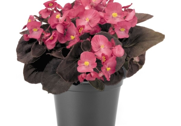 Begonia semperflorens  Nightlife Deep Rose