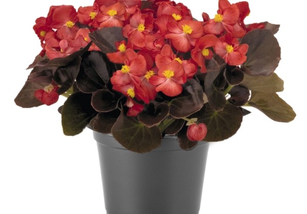 Begonia semperflorens  Nightlife Red