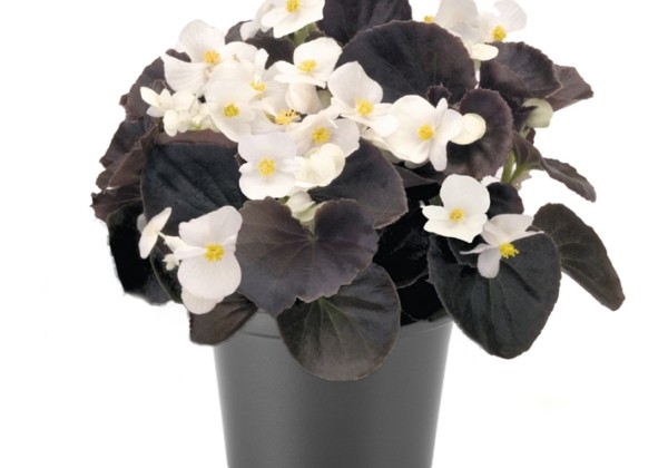Begonia semperflorens  Nightlife White