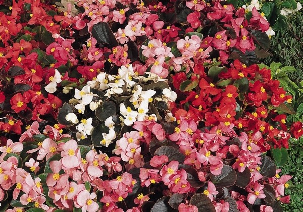Begonia semperflorens  Organdy Mix