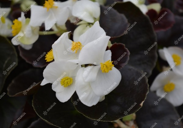 Begonia semperflorens  Senator IQ White