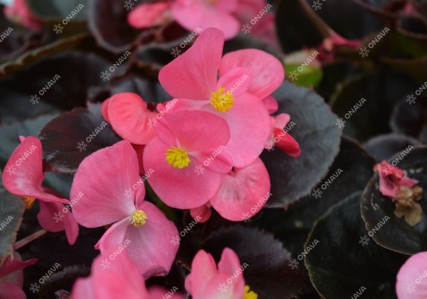 Begonia semperflorens  Senator IQ Deep Rose