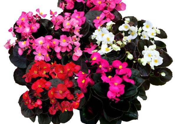 Begonia semperflorens  Senator IQ Mix