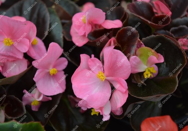 Begonia semperflorens  Senator IQ Rose