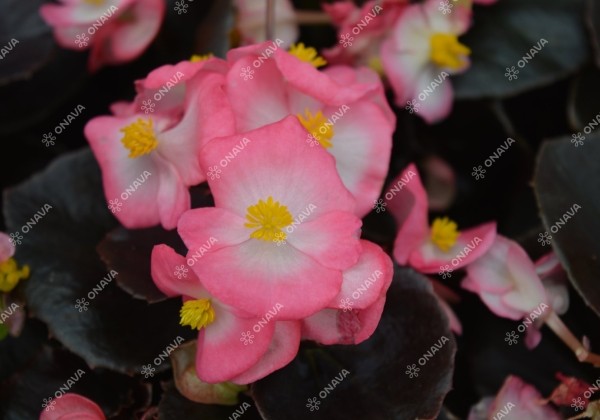 Begonia semperflorens  Senator IQ Rose Bicolor