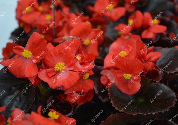 Begonia semperflorens  Senator IQ Scarlet