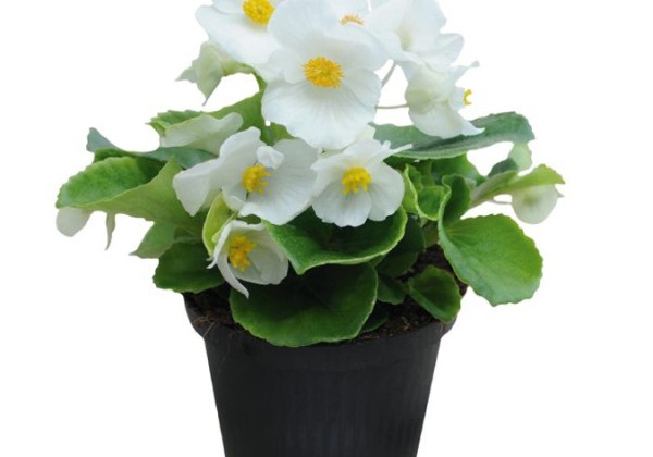 Begonia semperflorens  Super Cool White