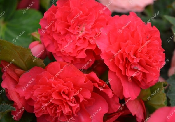 Begonia tuberhybrida Fortune Dark Rose
