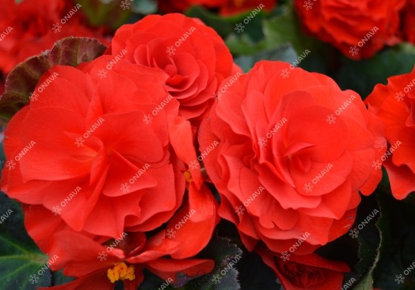 Begonia tuberhybrida Fortune Deep Red