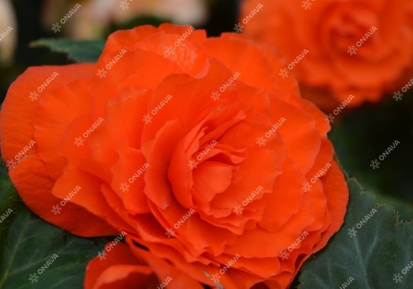 Begonia tuberhybrida Fortune Orange Shades