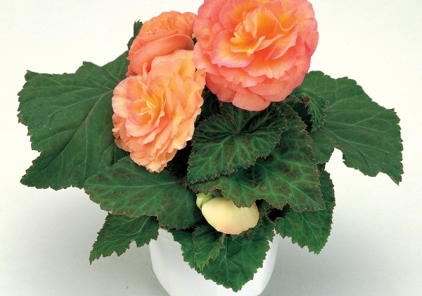 Begonia tuberhybrida Fortune Peach Shades
