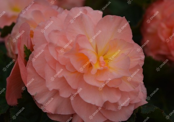 Begonia tuberhybrida Fortune Pink