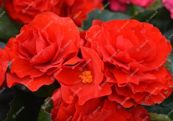 Begonia tuberhybrida Fortune Scarlet Red