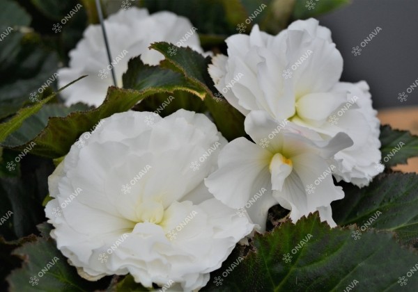 Begonia tuberhybrida Fortune White