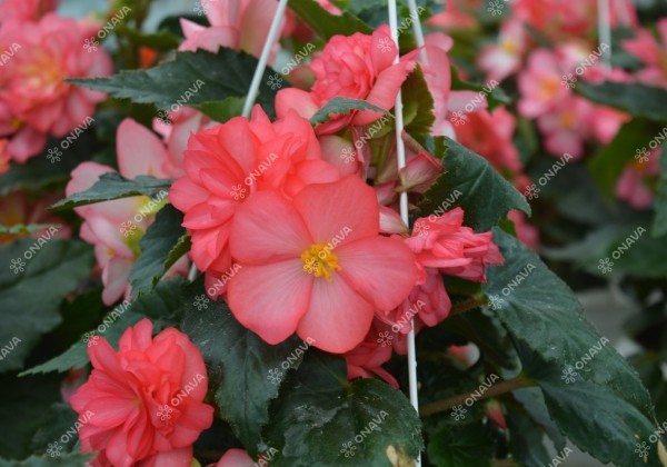 Begonia tuberhybrida Nonstop Joy Rose Picotee