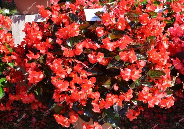 Begonia benariensis Big Deluxxe Red Bronze Leaf