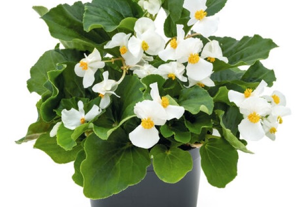 Begonia benariensis Big DeluXXe White Green Leaf