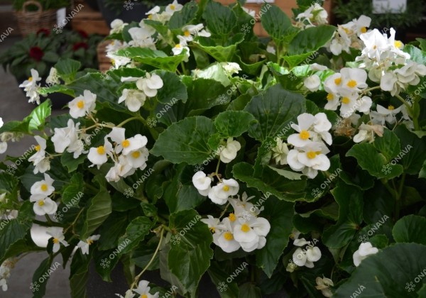 Begonia benariensis Big White Green Leaf