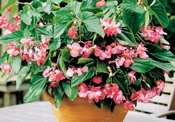 Begonia hybrida Dragon Wing Pink