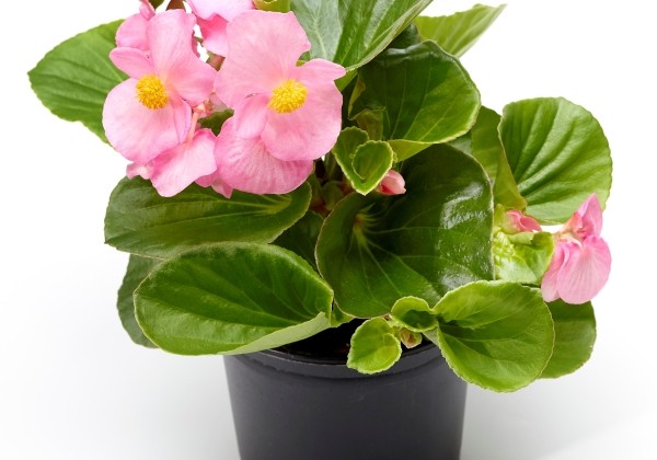 Begonia hybrida  Tophat Pink