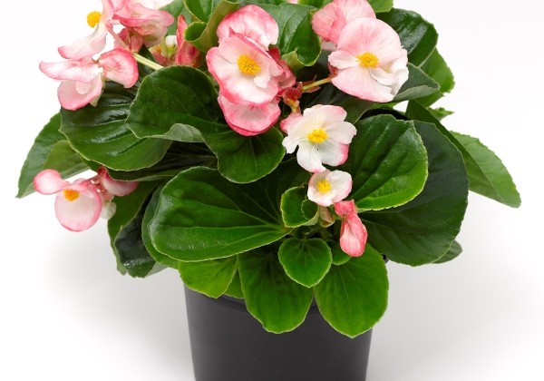 Begonia hybrida  Tophat Rose Bicolour