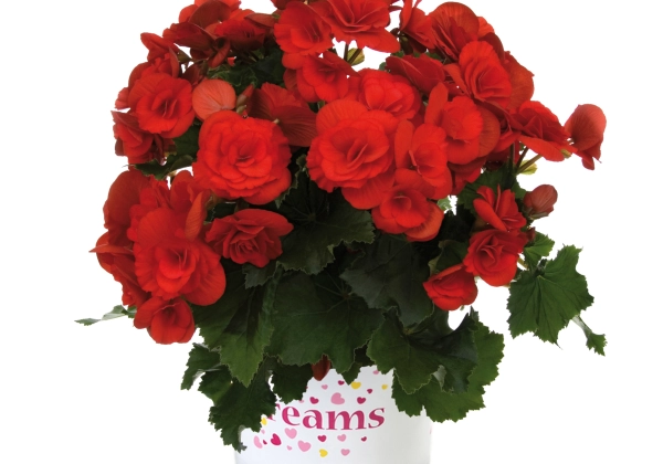 Begonia elatior Barkos kolekcija Barkos