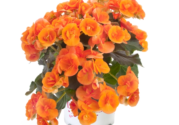 Begonia elatior Ilonas kolekcija Batik