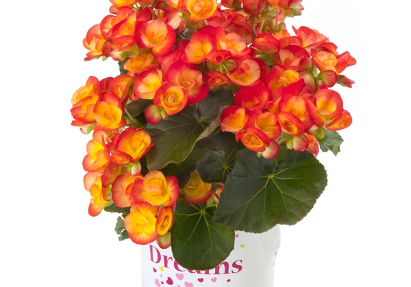 Begonia elatior Ilonas kolekcija Carneval