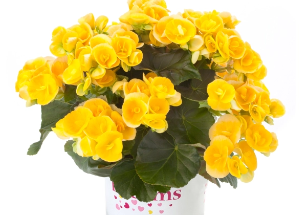 Begonia elatior Ilonas kolekcija Nadine