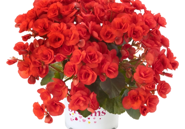 Begonia elatior Ilonas kolekcija Veronica