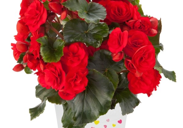 Begonia elatior Solenia Red Orange