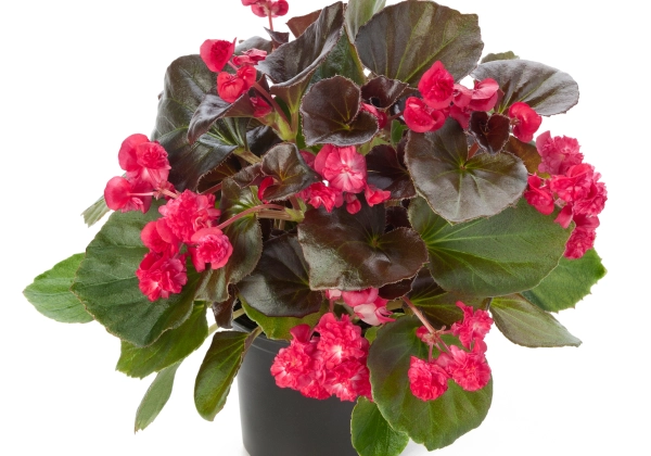 Begonia semperflorens Doublet Red