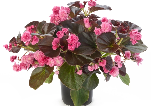 Begonia semperflorens Doublet Rose