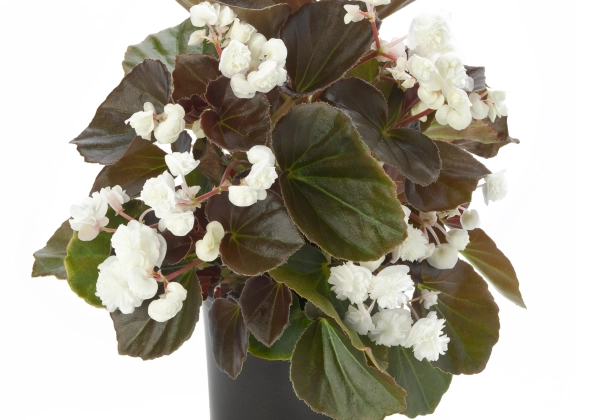 Begonia semperflorens Doublet White