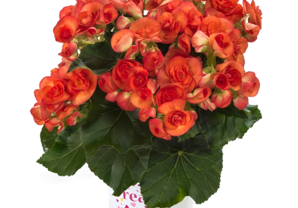 Begonia elatior Ilonas kolekcija Orange Stone