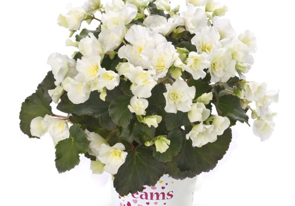 Begonia elatior BK Collection Glory White