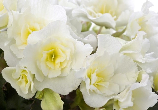 Begonia elatior BK Collection Glory White