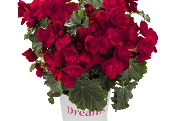 Begonia elatior Bk Collection Vermillion Red