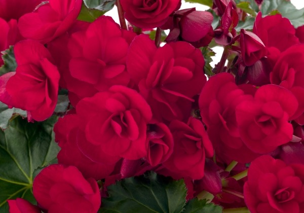 Begonia elatior Bk Collection Vermillion Red