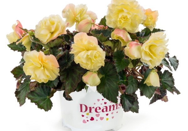 Begonia tuberhybrida Fragrant Falls Lemon