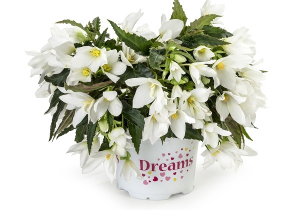 Begonia boliviensis  Beauvilia White