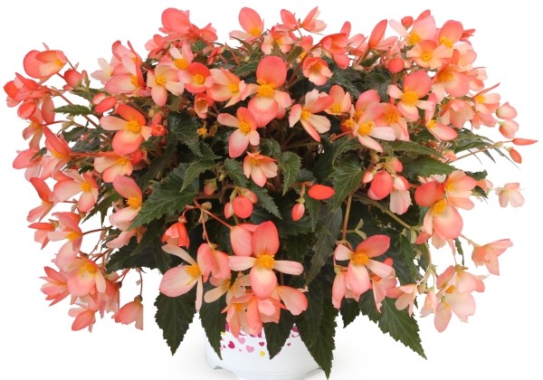 Begonia boliviensis  Waterfall Angel Soft Orange
