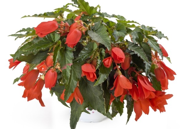 Begonia boliviensis  Waterfall Encanto Orange