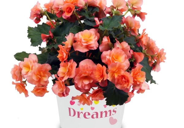 Begonia elatior Solenia Apricot