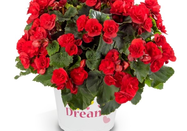 Begonia elatior Solenia Scarlet