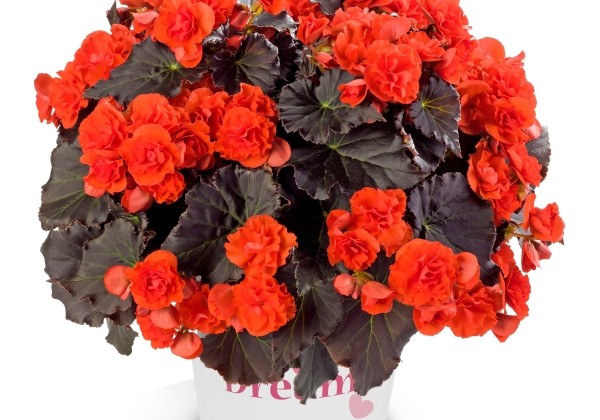 Begonia elatior Solenia Chocolate Orange